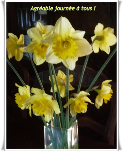 jonquilles