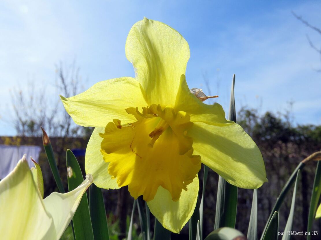 fleurs du jardin - 2 