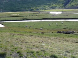 16 juin, de Djúpidalur à Tálknafjörður