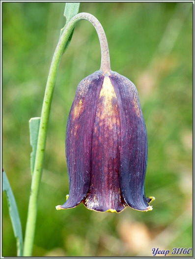 Fritillaire noire ou des Pyrénées (Fritillaria pyrenaica) - Pic d'Aillo - Sauveterre de Comminges / Régades - 31