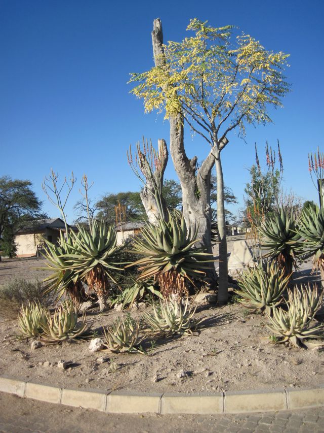 Parc d'Etosha Okaukuejo