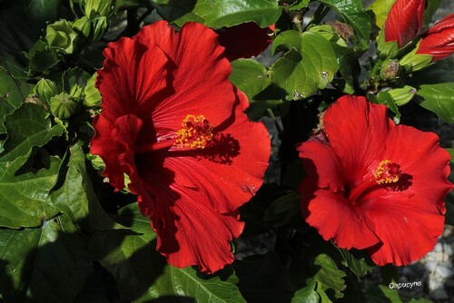 De belles exotiques : Hibiscus et Anthurium