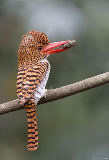 Banded Kingfisher