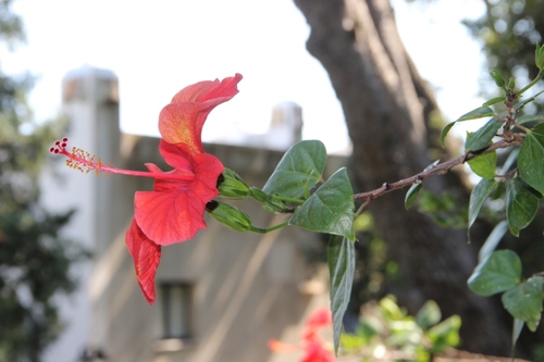 Fleurs de Campanie