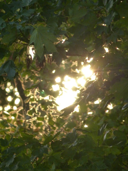 Soleil à travers les branches d'un érable