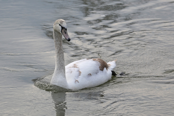 Cygne tuberculé - Angoulême