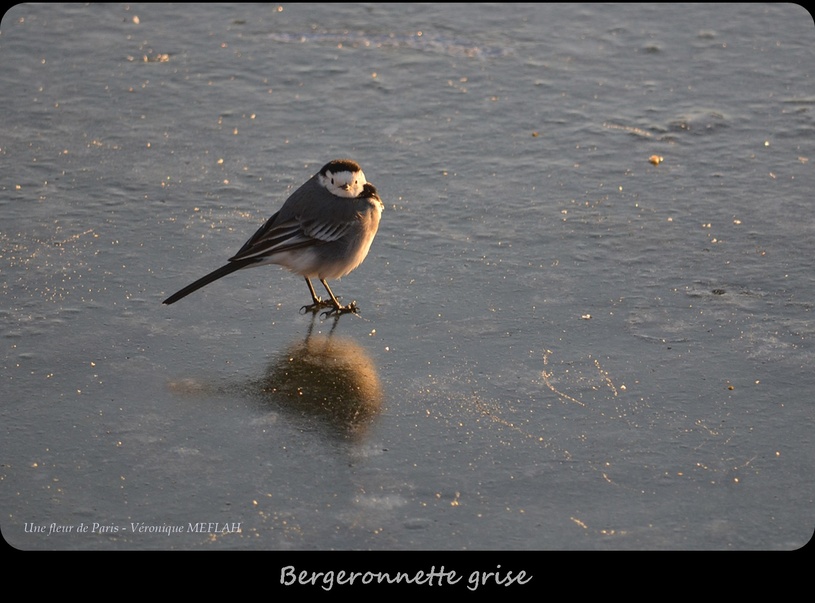 Rambouillet : Deux ans de photographies d'oiseaux