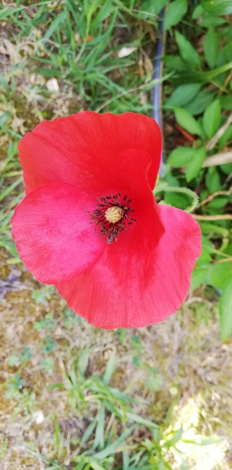 jolis coquelicots mesdames, jolis coquelicots nouveaux... 