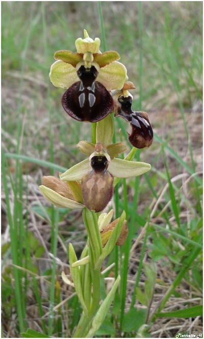 Ophrys araignée de la passion