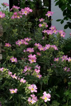 La garrigue à La Glanerie