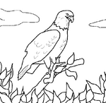 Dessins d'oiseaux