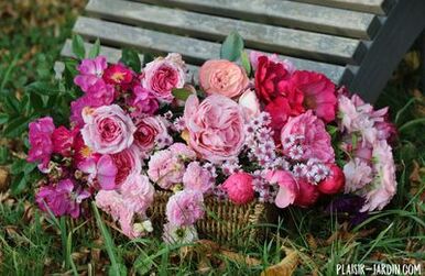 Dernières roses d'automne - plaisir-jardin.com