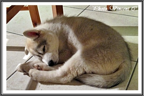 Husky sieste