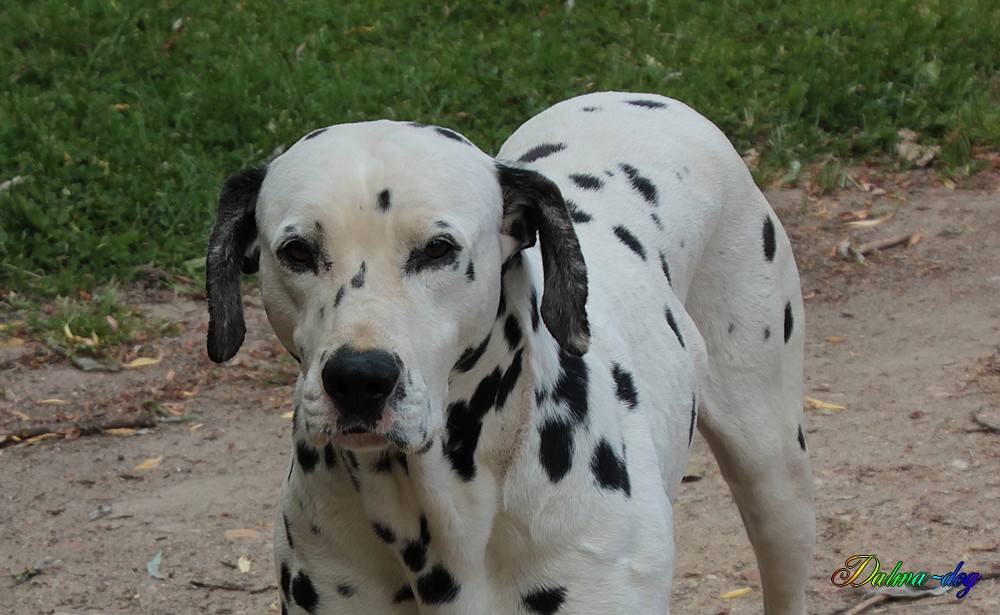 Taos et Chipeur