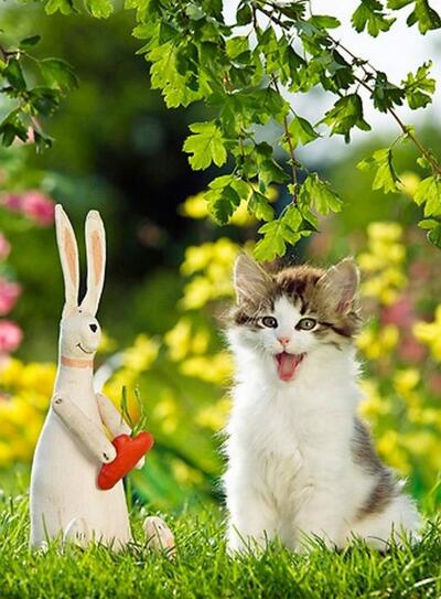 Deux chats rencontrent un lapin et une carotte