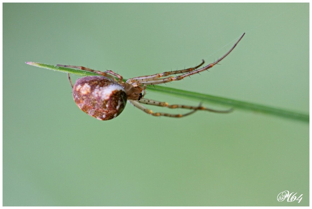 Araignées à identifier