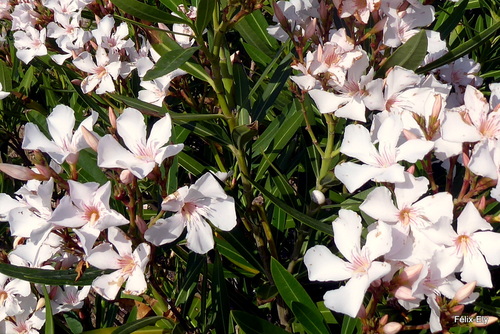 Les fleurs du laurier rose