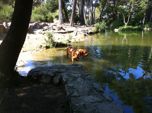Bogart se rafraichit dans le lac du parc Pastré
