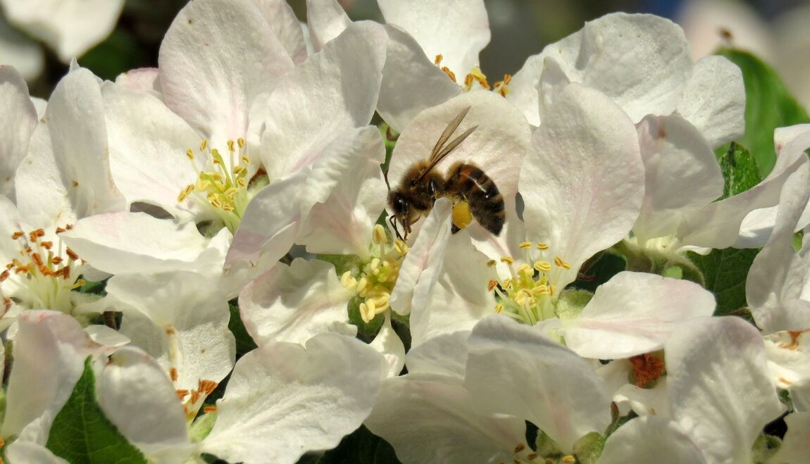 abeille sur fleurs du pommier