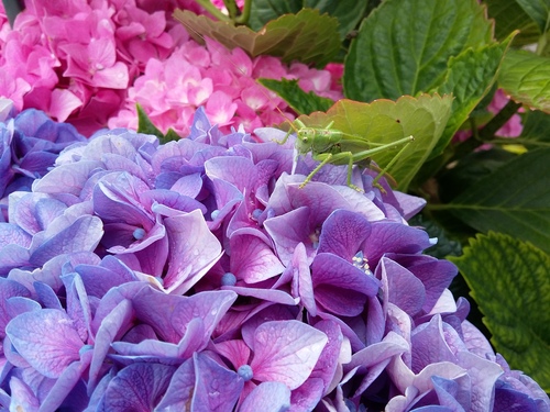 Les hortensias de claude 