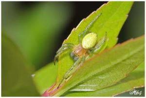 Les araignées : ARANEIDAE