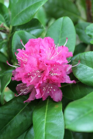 Rhododendron 'Rocket'