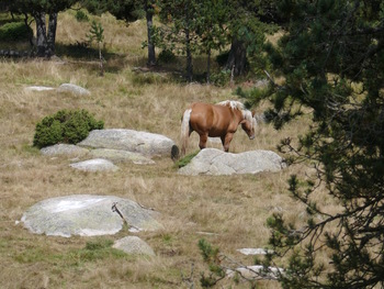 Et le cheval qui l'occupe