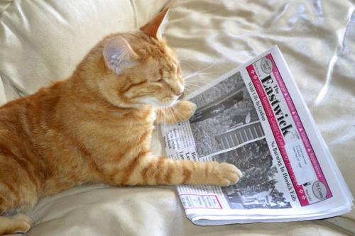06 - Le chat et le journal