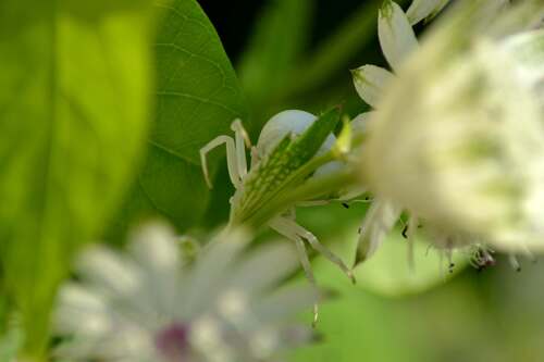 Verte ou blanche ?