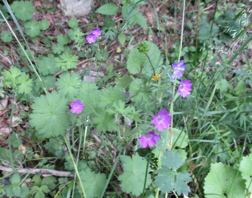 Fleurs roses