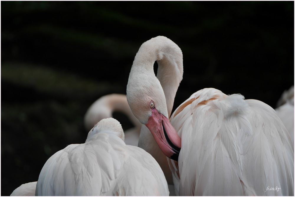 Les flamands roses