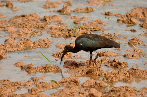 Un ibis dans les rizières près de Kigali