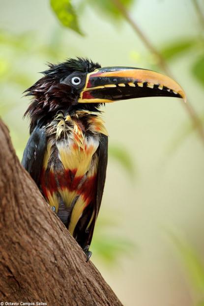 Chestnut eared Aracari by Octavio Campos