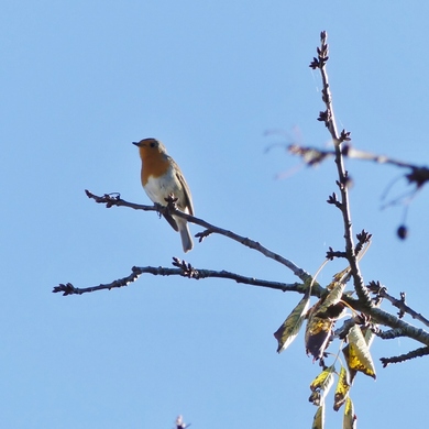 Maitre Robin sur un cerisier perché...