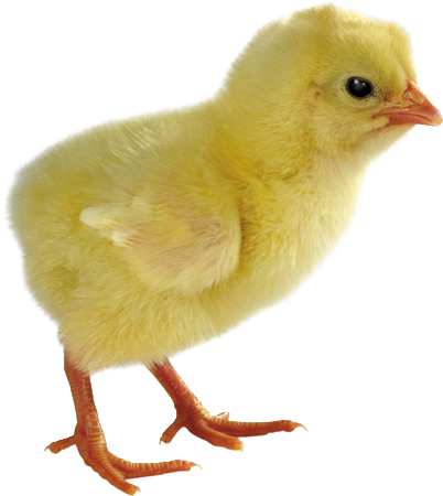 PAQUES = PASCOA