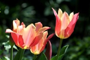 Tulipes Marianne3