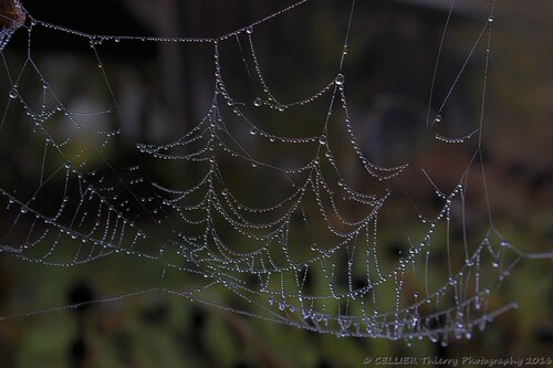 Arachn'art ! - saint jean de chevelu - Savoie - Novembre 2016