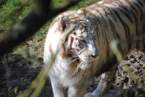 Le tigre blanc du Bengale.