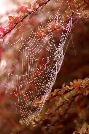 Brises d'automne ...