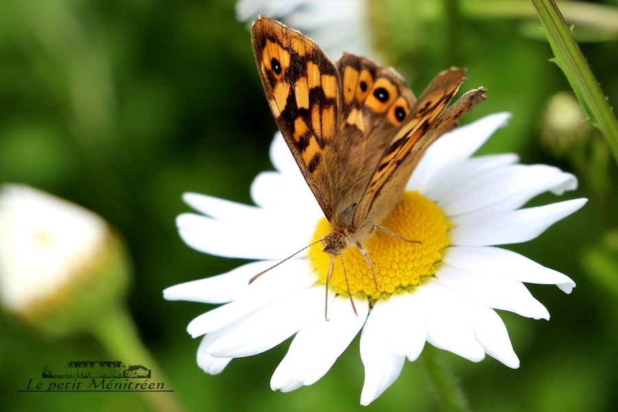 Papillon sur une fleur de marguerite (3)