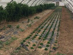 visite : légumes bio à St Jean de Corniès 