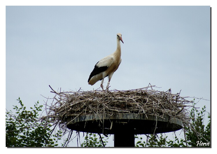 Cigognes blanches.