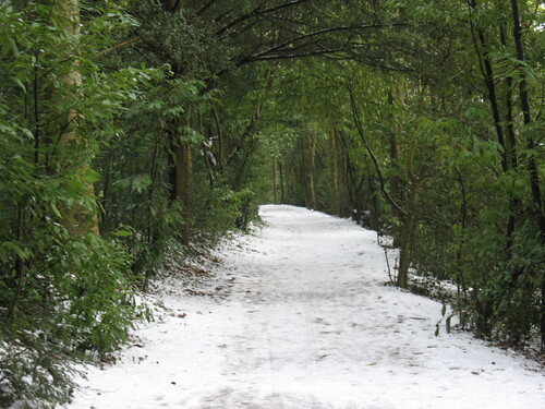 La fée de la forêt