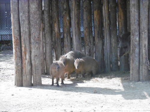 Au zoo de Vincennes