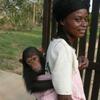 Nourrice et bébé chimpanzé