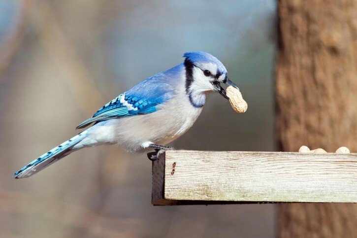 Oiseaux:  Mangeoires d'oiseaux: de la visite tout l'hiver