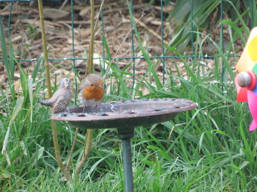 ma vanille et son petit oiseau