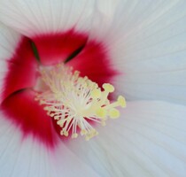 Rose trémière géante 2 couleur :  Blanc et rose fushia