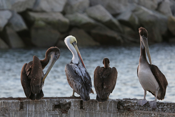 Retour de pêche chez les Pélicans