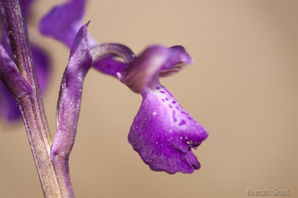 Orchidée sauvage à Riec-sur-Bélon